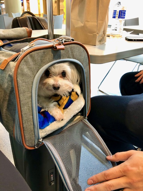 Dog looking nervous in carrier to illustrate flying with pets