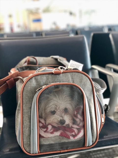 Dog in carrier in airport gate to illustrate flying with pets