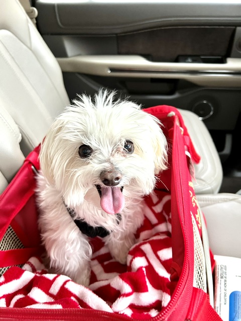 Dog in carrier to illustrate flying with pets