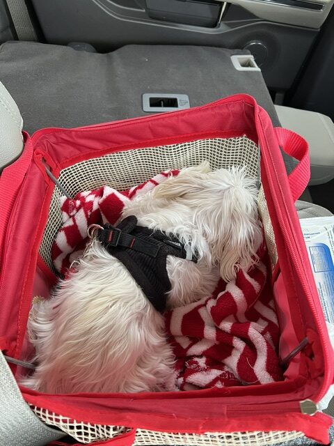 Dog sleeping in carrier to illustrate flying with pets