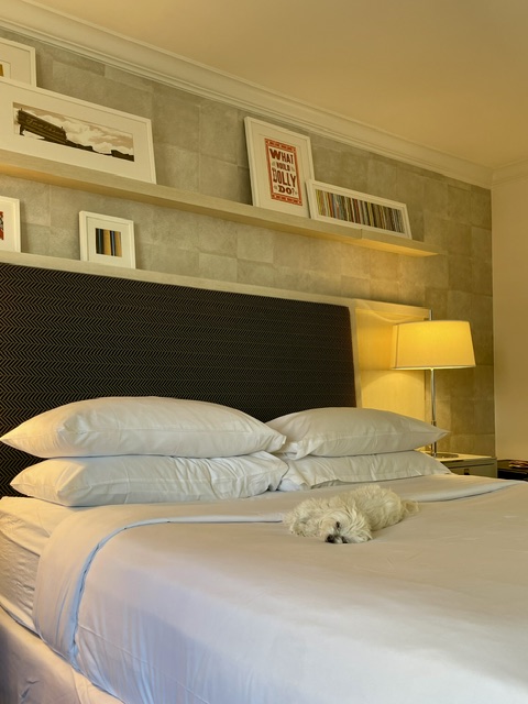 Dog sleeping in a hotel room during road trip with dog