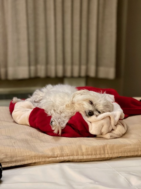 Dog sleeping in a hotel room during road trip with dog