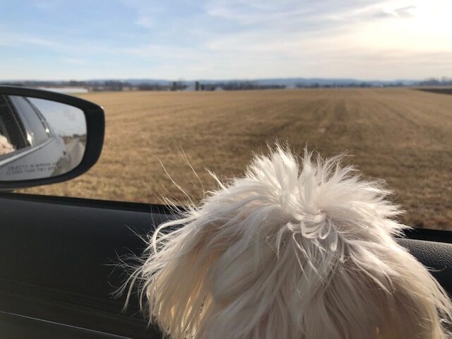 My maltese Lolla on the window to show a road trip your dog