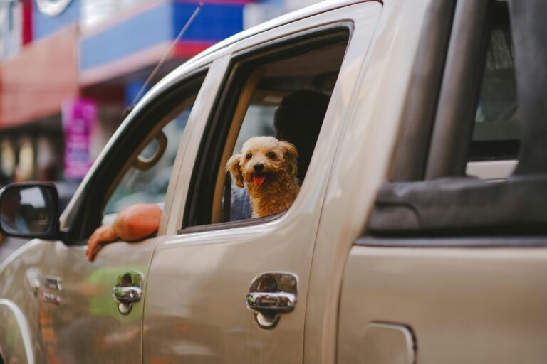 A cute poodle dog happily looking out the window of a car to illustrate a road trip with your dog