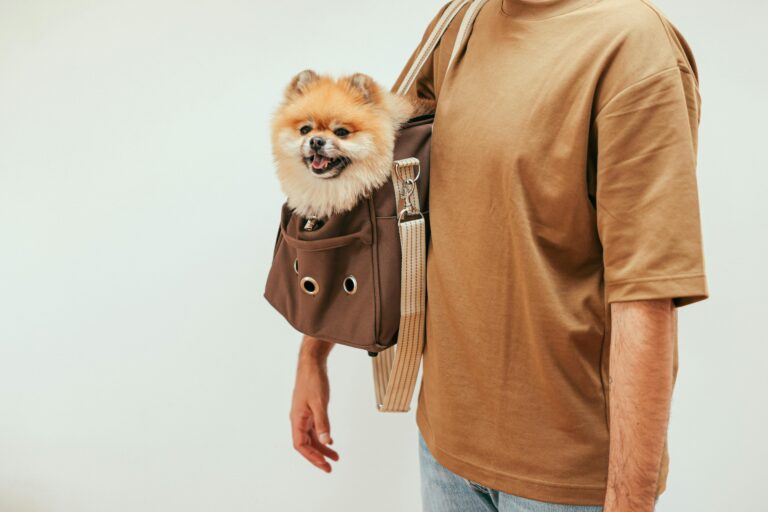 A Pomeranian sits happily in a stylish pet carrier bag to illustrate traveling with pets